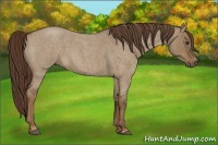 Horse Color:Liver Red Dun Roan 