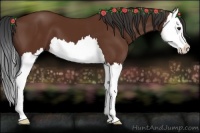 Horse Color:Bay Splash 