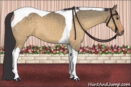 Horse Color:Buckskin Dun Tobiano 