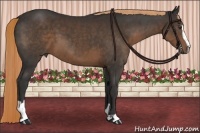 Horse Color:Liver Chestnut Sabino 