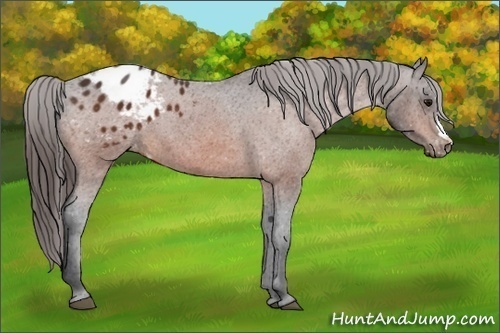 Horse Color:Bay Appaloosa 