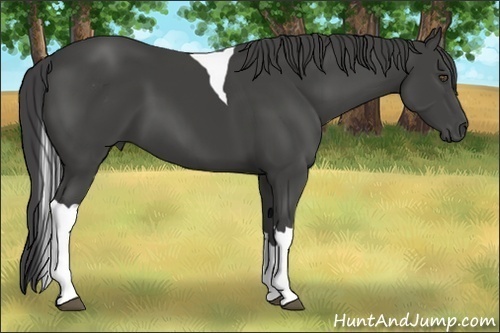 Horse Color:Smoky Black Tobiano