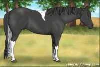 Horse Color:Smoky Black Tobiano 