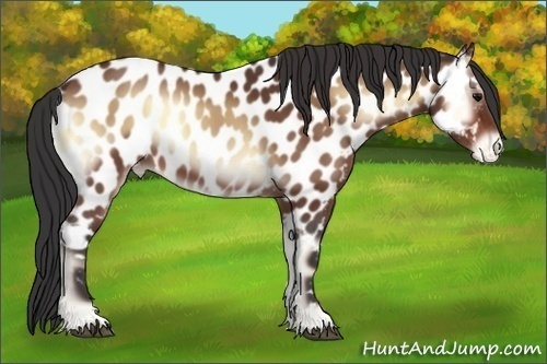 Horse Color:Bay Onyx Near Leopard