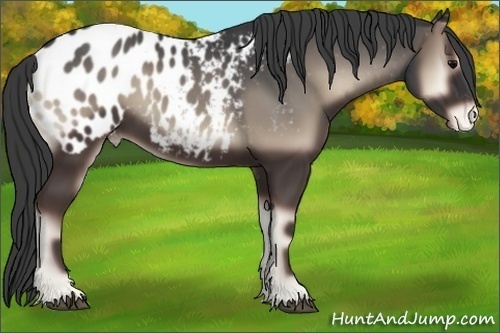 Horse Color:Blue Onyx Appaloosa 