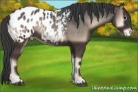 Horse Color:Blue Onyx Appaloosa 