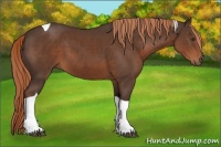 Horse Color:Liver Chestnut Tobiano