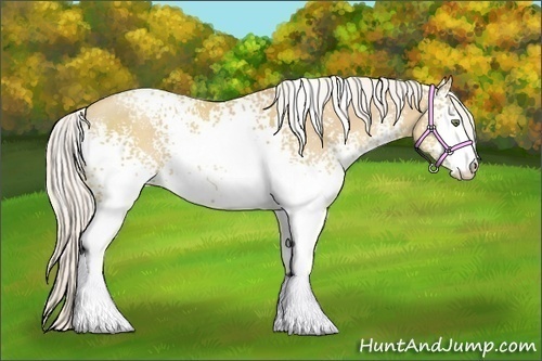Horse Color:White Spotted Silver Classic Cream Champagne Sabino 