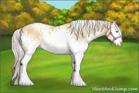 Horse Color:White Spotted Silver Classic Cream Champagne Sabino