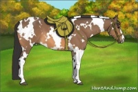 Horse Color:White Spotted Buckskin