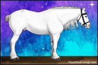 Horse Color:Brown Ice Appaloosa 