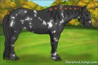 Horse Color:White Spotted Black