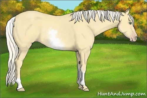 Horse Color:White Spotted Gold Cream Champagne