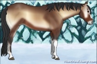 Horse Color:Bay Onyx 