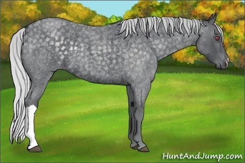 Horse Color:Silver Blue Chinchilla Roan 