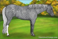 Horse Color:Silver Blue Chinchilla Roan 