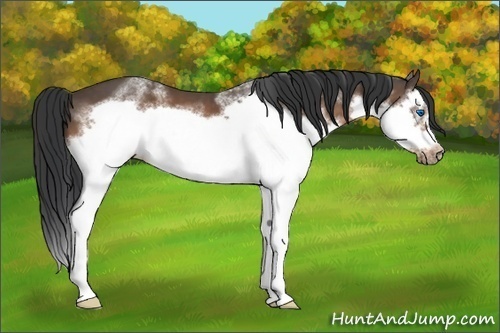 Horse Color:White Spotted Bay Splash Frame 