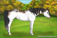 Horse Color:White Spotted Bay Splash Frame