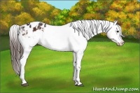 Horse Color:Brown Tobiano Appaloosa 