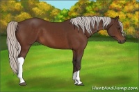 Horse Color:Silver Bay 