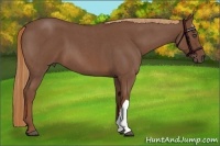 Horse Color:Red Roan 