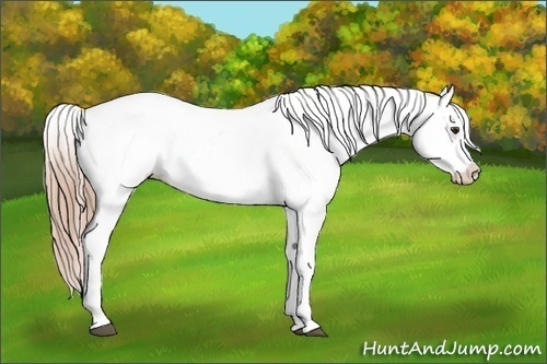 Horse Color:Liver Red Roan Appaloosa 