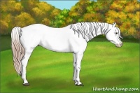 Horse Color:Liver Red Roan Appaloosa