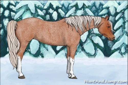 Horse Color:Silver Bay Roan 