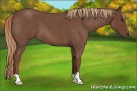 Horse Color:Red Roan