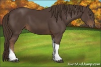 Horse Color:Liver Chestnut Sabino Tobiano 