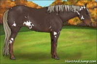 Horse Color:White Spotted Liver Chestnut 