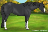 Horse Color:Black and Black