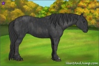 Horse Color:Black  Brindle