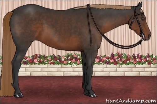 Horse Color:Liver Chestnut Sabino 
