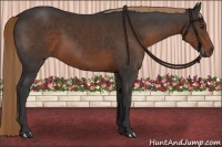 Horse Color:Liver Chestnut Sabino