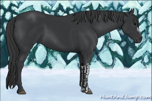 Horse Color:Black and Black