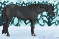Horse Color:Black  and Black 