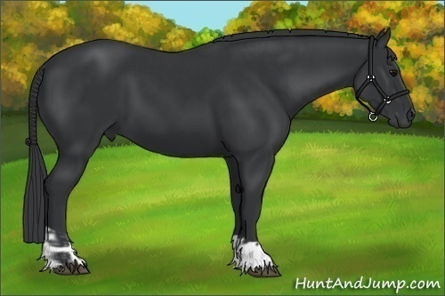 Horse Color:Black and Black