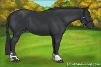 Horse Color:Black and Black