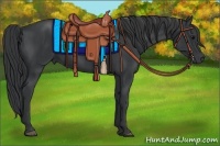 Horse Color:Black  and Black 