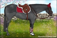 Horse Color:Black  and Black 