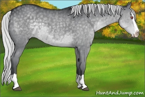 Horse Color:Silver Black Chinchilla Splash
