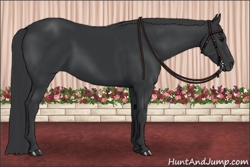 Horse Color:Black Sabino 