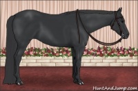 Horse Color:Black Sabino