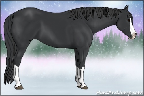 Horse Color:Black Splash
