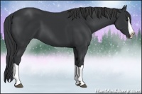 Horse Color:Black Splash
