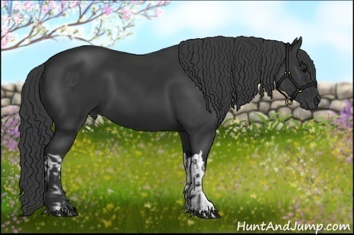 Horse Color:Black  and Black 