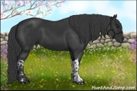 Horse Color:Black  and Black 