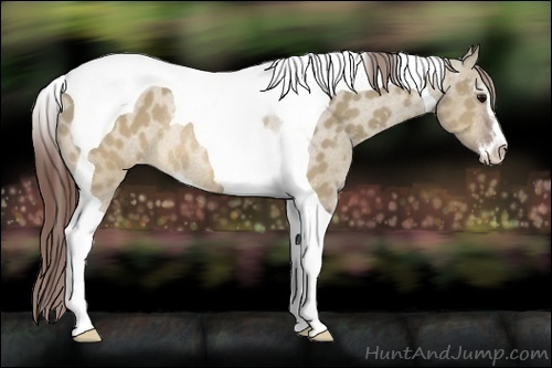 Horse Color:Brown Dun Sabino Tobiano Appaloosa Rabicano 