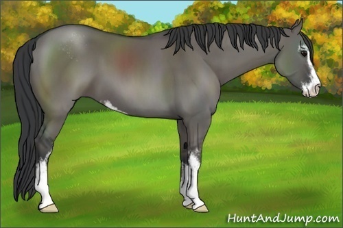 Horse Color:Grullo Sabino 